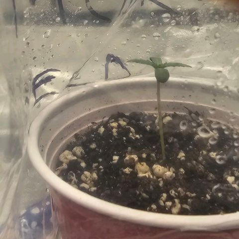 Fruit Spirit  growlog timeline photo