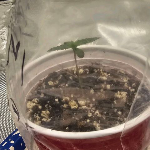Fruit Spirit  growlog timeline photo
