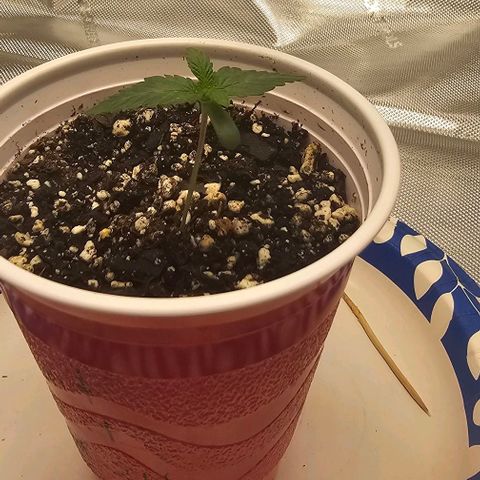 Fruit Spirit  growlog timeline photo