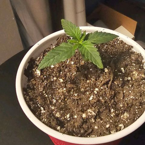 Fruit Spirit  growlog timeline photo
