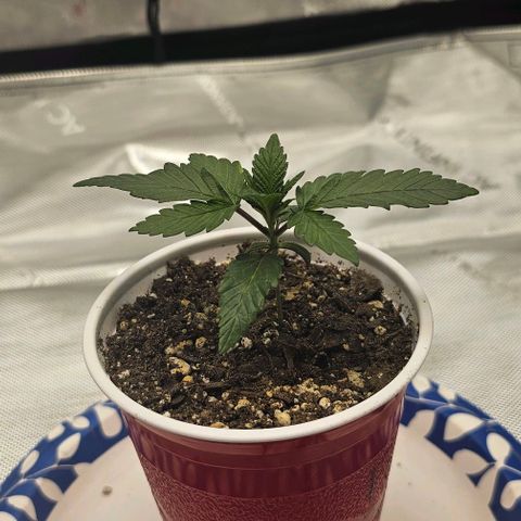 Fruit Spirit  growlog timeline photo