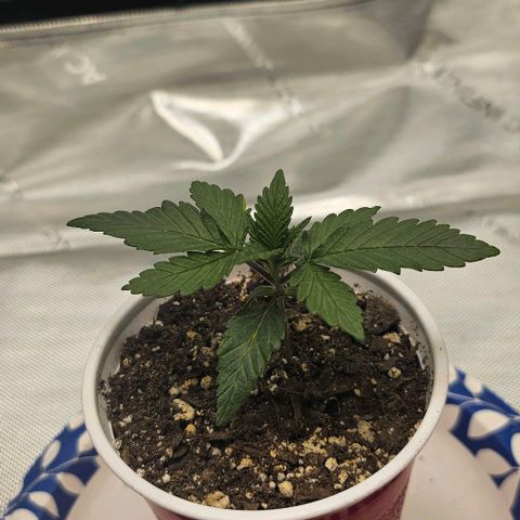 Fruit Spirit  growlog timeline photo