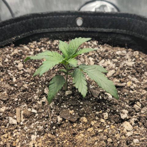 Fruit Spirit  growlog timeline photo