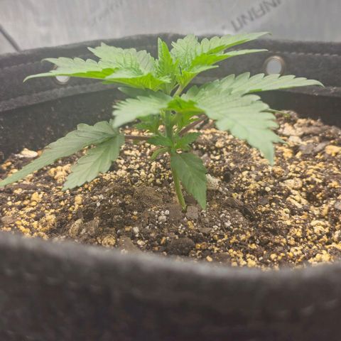 Fruit Spirit  growlog timeline photo