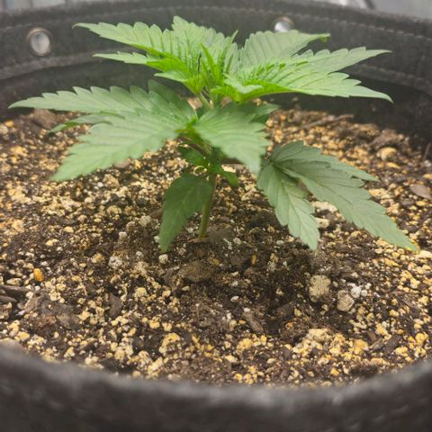 Fruit Spirit  growlog timeline photo