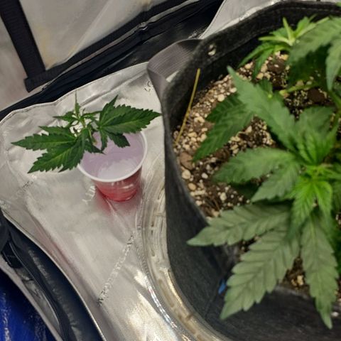 Fruit Spirit  growlog timeline photo