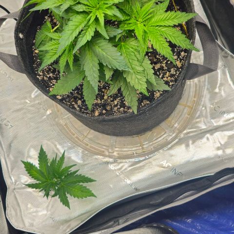 Fruit Spirit  growlog timeline photo