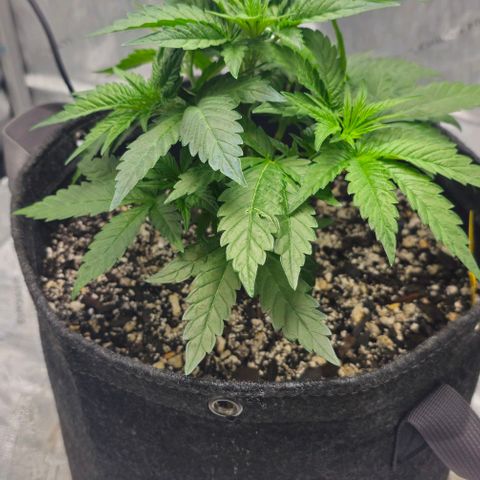 Fruit Spirit  growlog timeline photo