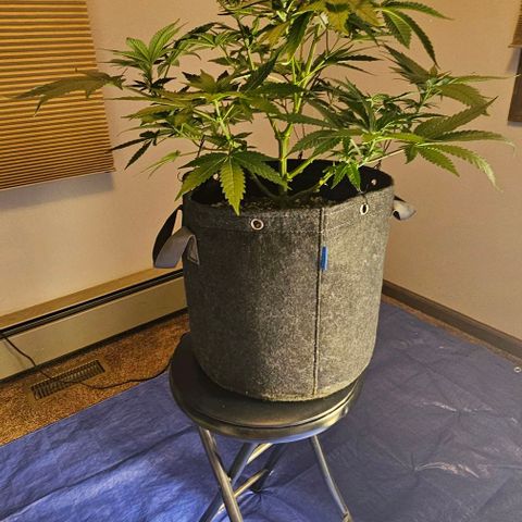 Fruit Spirit  growlog timeline photo