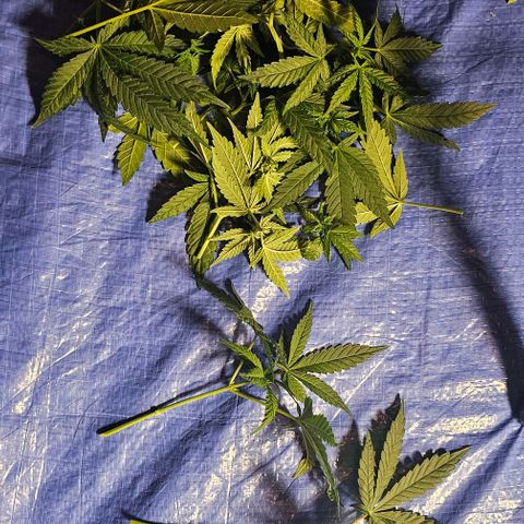 Fruit Spirit  growlog timeline photo