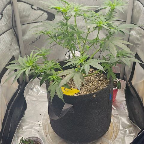 Fruit Spirit  growlog timeline photo