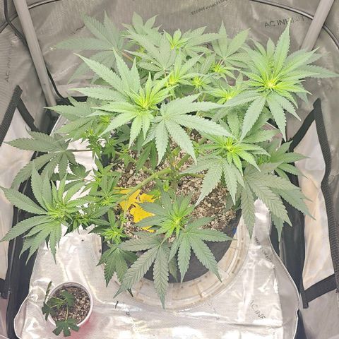 Fruit Spirit  growlog timeline photo