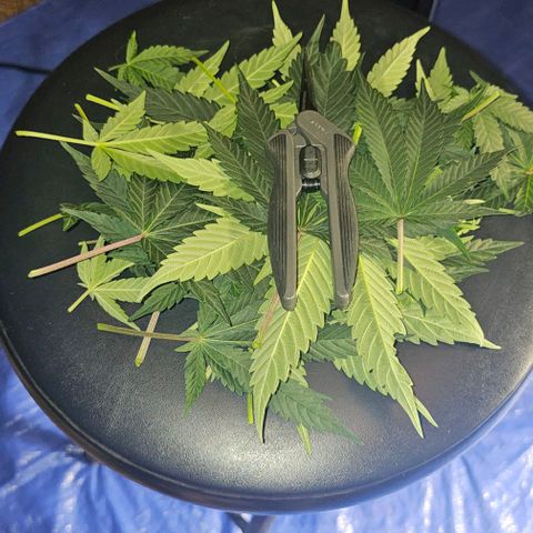Fruit Spirit  growlog timeline photo