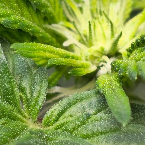 Fruit Spirit  growlog timeline photo