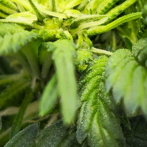 Fruit Spirit  growlog timeline photo