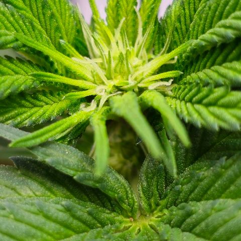 Fruit Spirit  growlog timeline photo