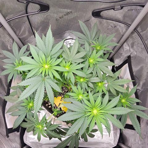 Fruit Spirit  growlog timeline photo
