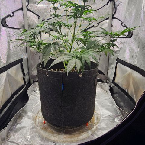 Fruit Spirit  growlog timeline photo