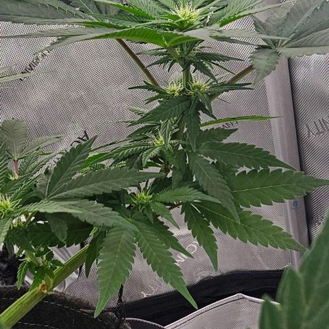 Fruit Spirit  growlog timeline photo