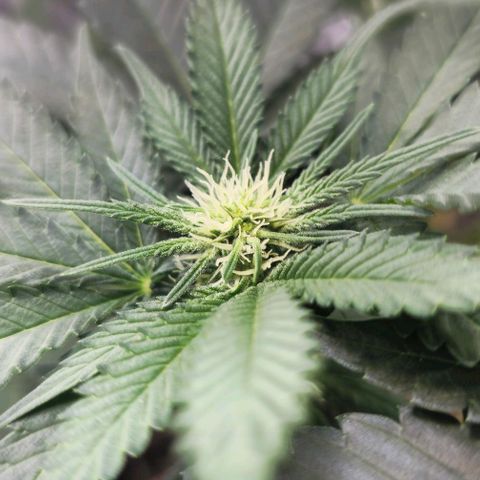 Fruit Spirit  growlog timeline photo