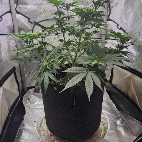 Fruit Spirit  growlog timeline photo