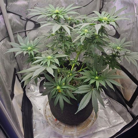 Fruit Spirit  growlog timeline photo