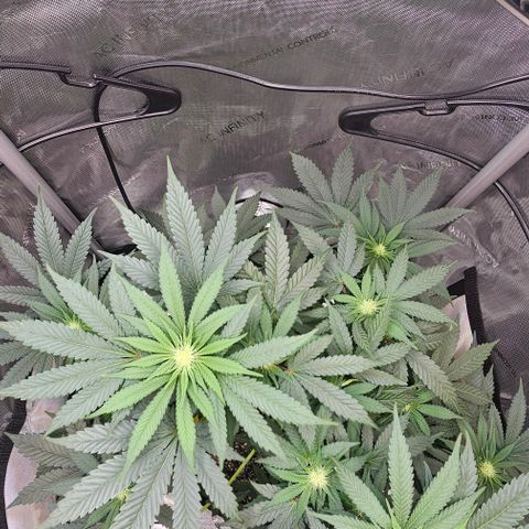 Fruit Spirit  growlog timeline photo