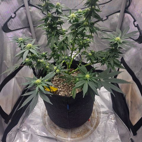 Fruit Spirit  growlog timeline photo