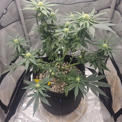Fruit Spirit  growlog timeline photo