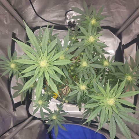 Fruit Spirit  growlog timeline photo