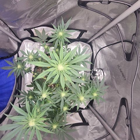 Fruit Spirit  growlog timeline photo