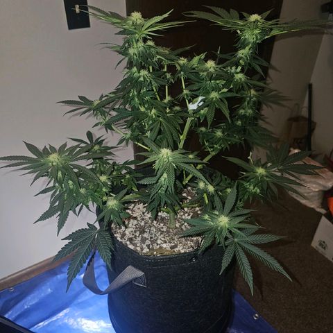 Fruit Spirit  growlog timeline photo