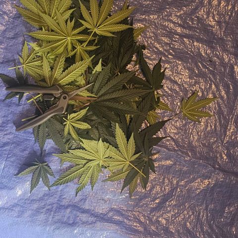 Fruit Spirit  growlog timeline photo