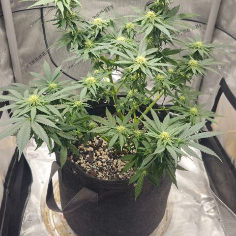 Fruit Spirit  growlog timeline photo