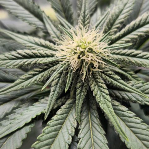 Fruit Spirit  growlog timeline photo