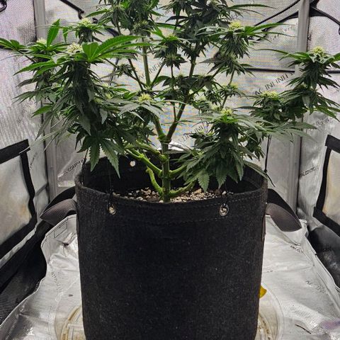 Fruit Spirit  growlog timeline photo