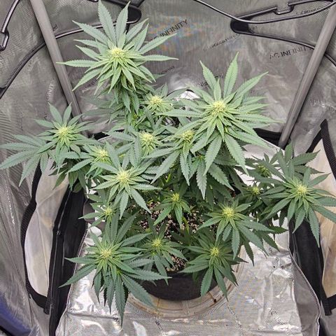 Fruit Spirit  growlog timeline photo