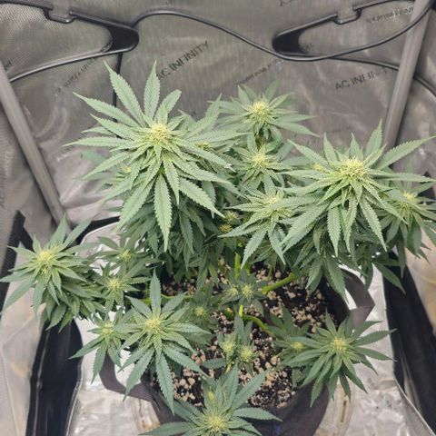 Fruit Spirit  growlog timeline photo