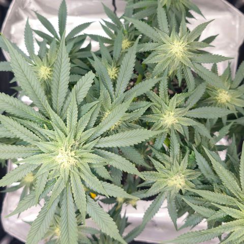 Fruit Spirit  growlog timeline photo