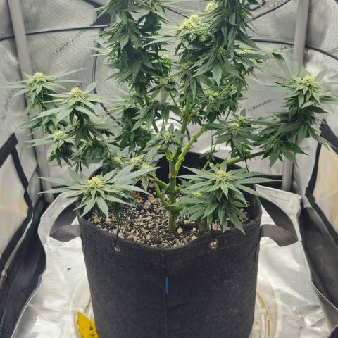 Fruit Spirit  growlog timeline photo
