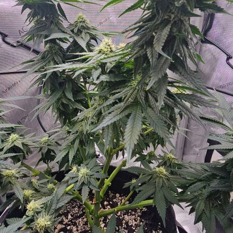 Fruit Spirit  growlog timeline photo