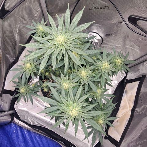 Fruit Spirit  growlog timeline photo