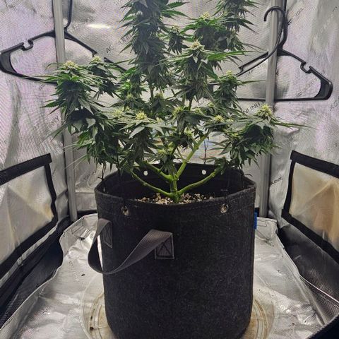 Fruit Spirit  growlog timeline photo