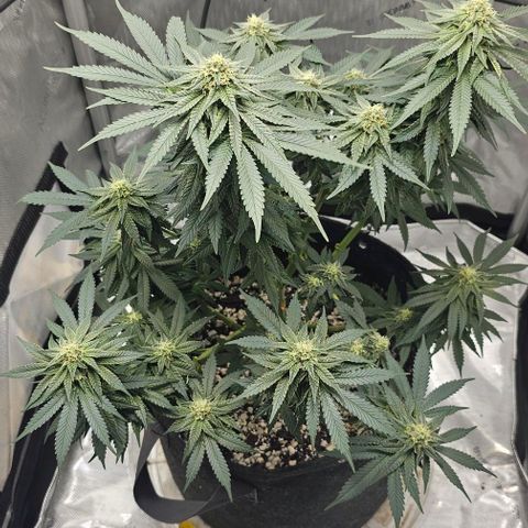 Fruit Spirit  growlog timeline photo