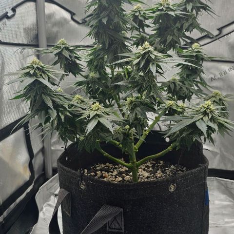 Fruit Spirit  growlog timeline photo