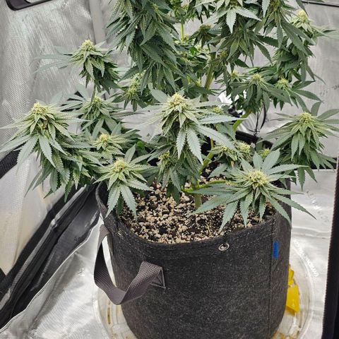 Fruit Spirit  growlog timeline photo