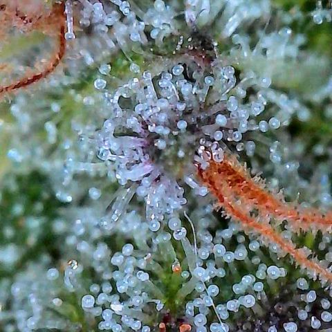 Fruit Spirit  growlog timeline photo