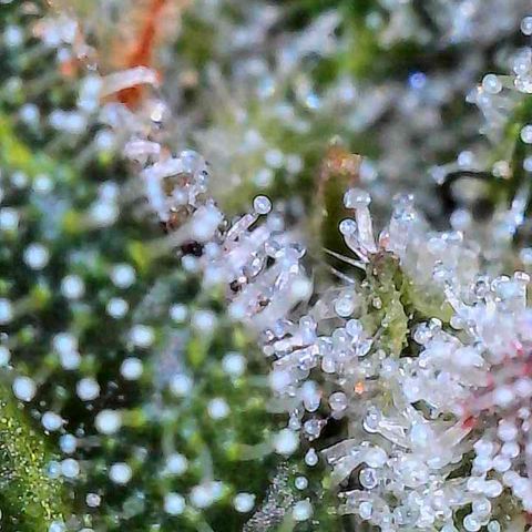 Fruit Spirit  growlog timeline photo