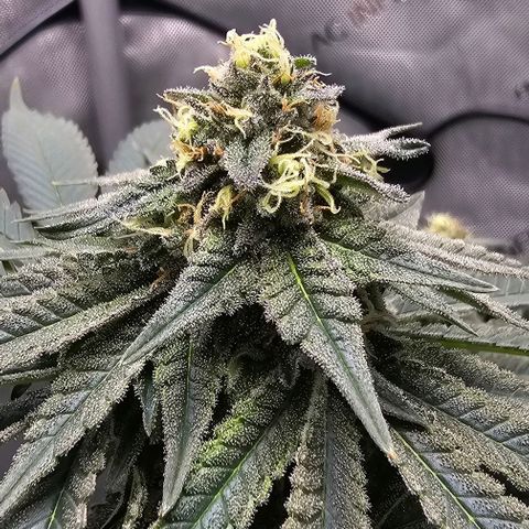 Fruit Spirit  growlog timeline photo