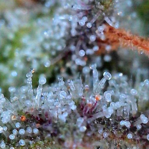Fruit Spirit  growlog timeline photo